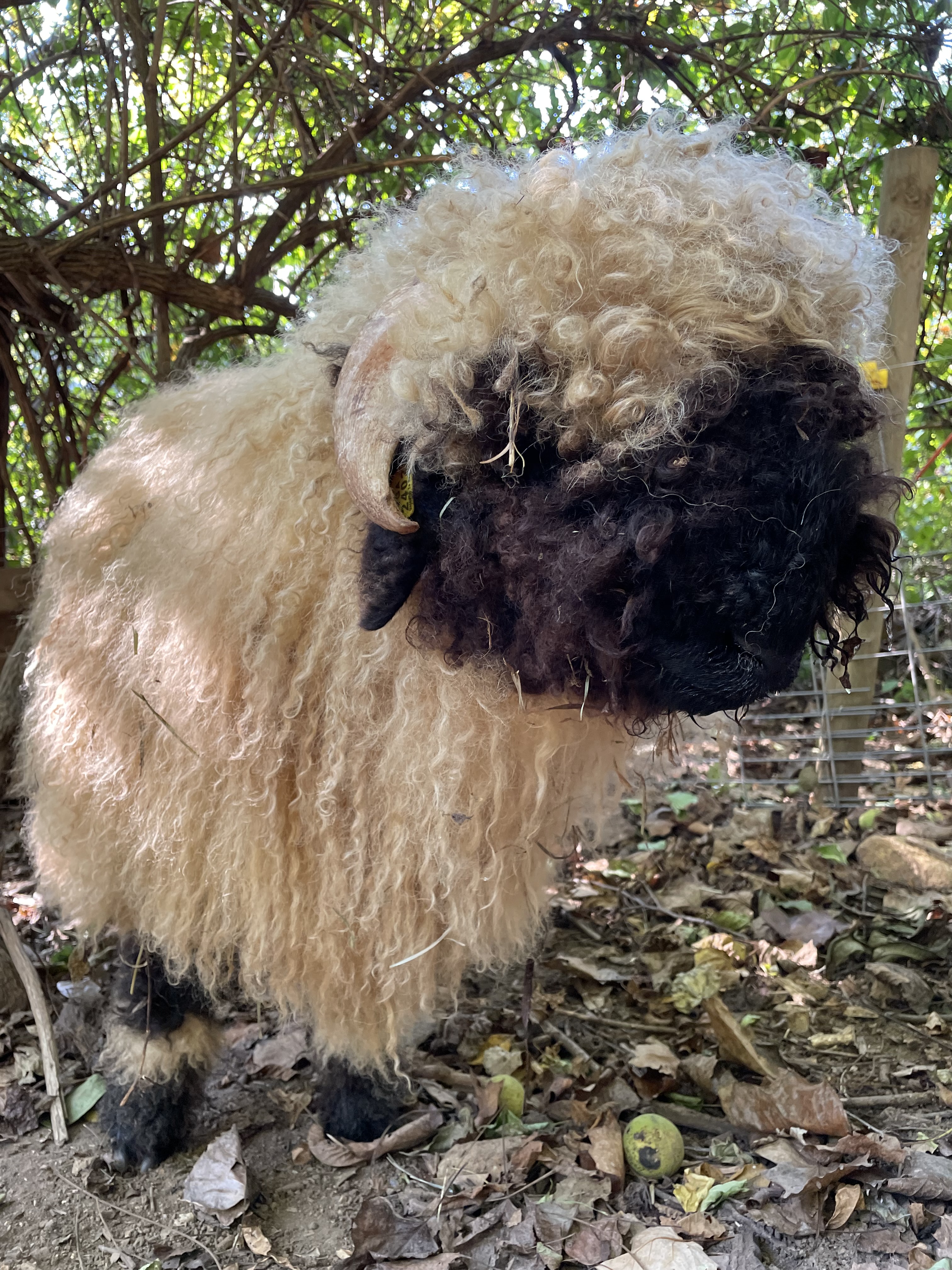 Switzerland Rams Our Rams and Rams for Sale – Valais at Gratitude Acres